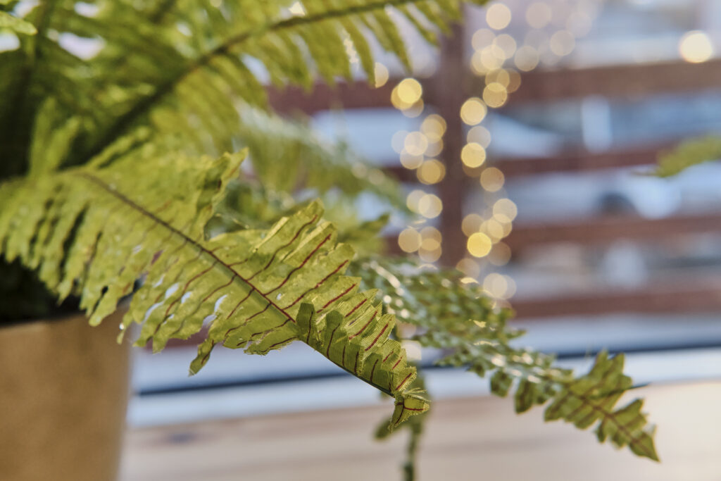 Leaves close-up of home plant nephrolepis fern on windowsill against background of blurry lights